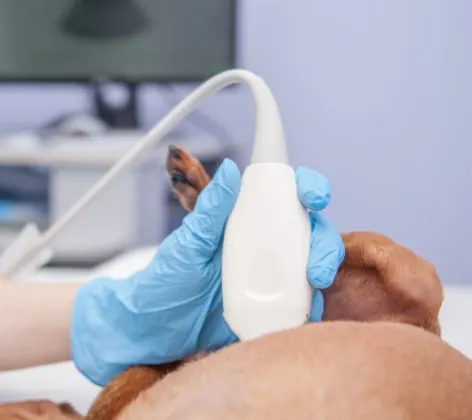 Small dog receiving an ultrasound exam from a veterinarian in clinic.